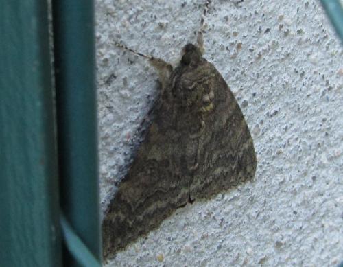 Réf. 195 806 : Catocala nupta